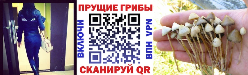 Купить  Усинск  Галлюциногенные грибы MAGIC MUSHROOMS 